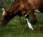 Записки астраханского натуралиста. Дикие соседи домашнего скота
