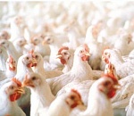 Астраханские аграрии вдарили по несушкам