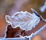 Температура в Астрахани упадет до нуля