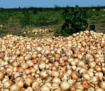 В Астраханской области к сбору первого урожая лука  приступила фирма, которой руководит иранец