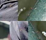 Полчище комаров атакует низовья Волги в Астраханской области