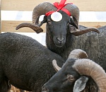 Астрахань начнет поставлять баранину в Иран в середине этого года