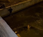 Астраханцы спасли собаку, застрявшую во льду на Лебедином озере: видео