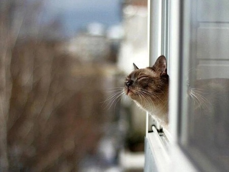 Месяц март, котам привет: какая погода ждет астраханцев в начале весны 