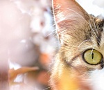 В пятницу в Астрахани станет прохладнее