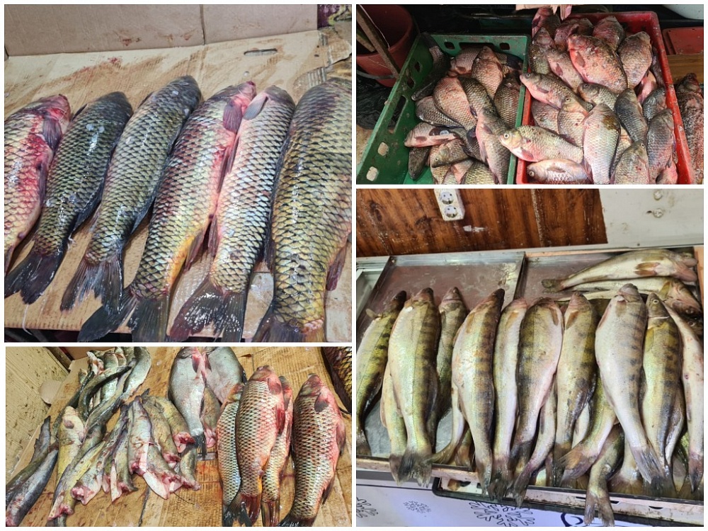 Астраханские полицейские устроили облаву на продавцов рыбы с Больших Исад