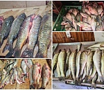 Астраханские полицейские устроили облаву на продавцов рыбы с Больших Исад