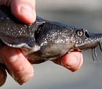 Под Астраханью задержали браконьеров с четвертью тонны осетрины