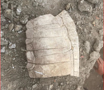 Астраханские студенты на раскопках нашли панцирь черепахи X-XI века