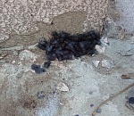 Фото дня: в Астрахани гигантские мухи заполонили дом