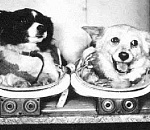 В центре Астрахани появятся космособаки