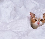 Куда астраханцам отправиться зимой за материалом для снеговиков?