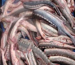 Четверо астраханцев придумали целую схему, чтобы завладеть рыбой (ВИДЕО)