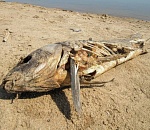 Федеральные чиновники рекомендовали Астраханской области учиться выживать в условиях маловодья