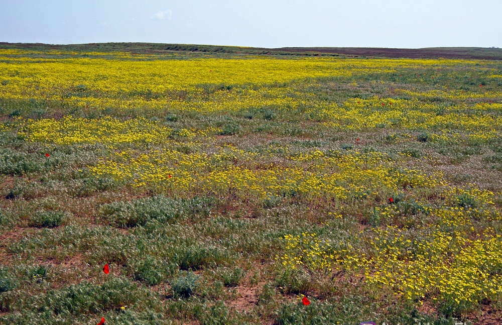 Записки астраханского натуралиста. Весна для растений – это маленькая жизнь
