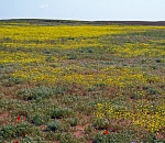 Записки астраханского натуралиста. Весна для растений – это маленькая жизнь
