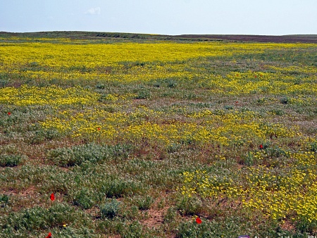 Записки астраханского натуралиста. Весна для растений – это маленькая жизнь