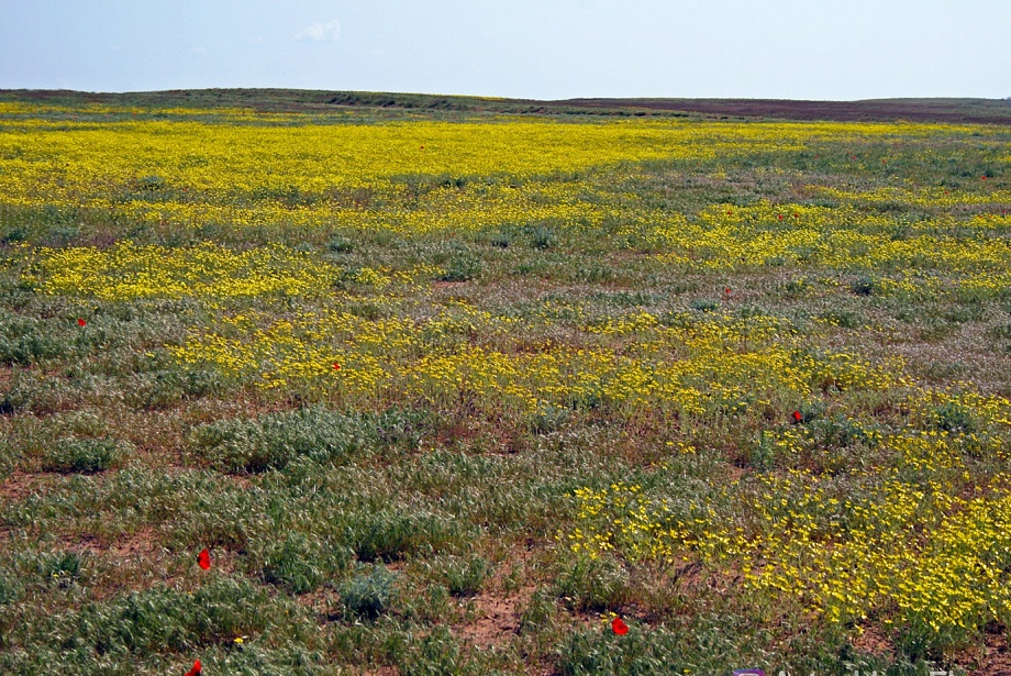 Записки астраханского натуралиста. Весна для растений – это маленькая жизнь