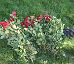 84 розы срезали студенты ночью в Астрахани на площади Ленина