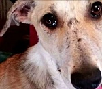 В Астрахани возбудили уголовное дело о жестоком обращении с животным 