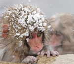 Понедельник для астраханцев будет морозным и снежным