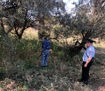 Больше семи гектаров конопли уничтожили в Астраханской области