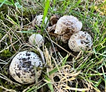 В субботу погода напомнит астраханцам об осени