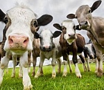 В Астраханской области пастух почти за год распродал все вверенное ему стадо