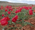 Тюльпаны на севере Астраханской области выжили под снегом