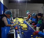 Еще один завод по заморозке овощей планируют строить в Астрахани 