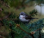 Записки астраханского натуралиста. Зимующие воробьинообразные