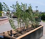 В Астрахани стартовала осенняя высадка кустарников