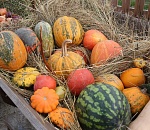 Астраханские фермеры представят продукцию на субботней сельхозярмарке