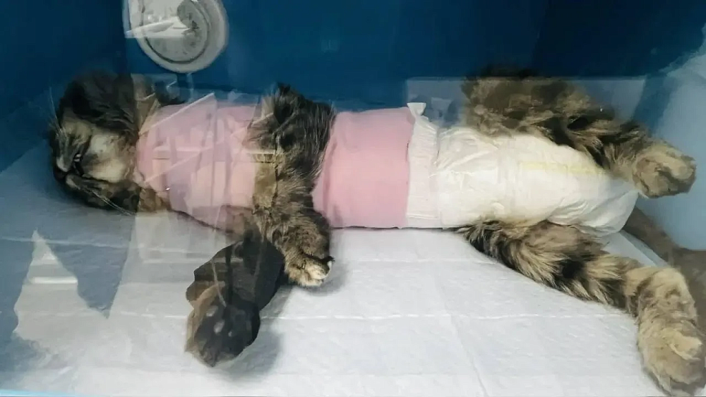 Астраханцы спасают замученную до полусмерти кошку