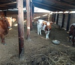 «Не виноватый я, она сама пришла»: астраханец забил чужую телку, забредшую к нему во двор