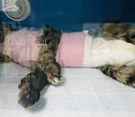 Астраханцы спасают замученную до полусмерти кошку