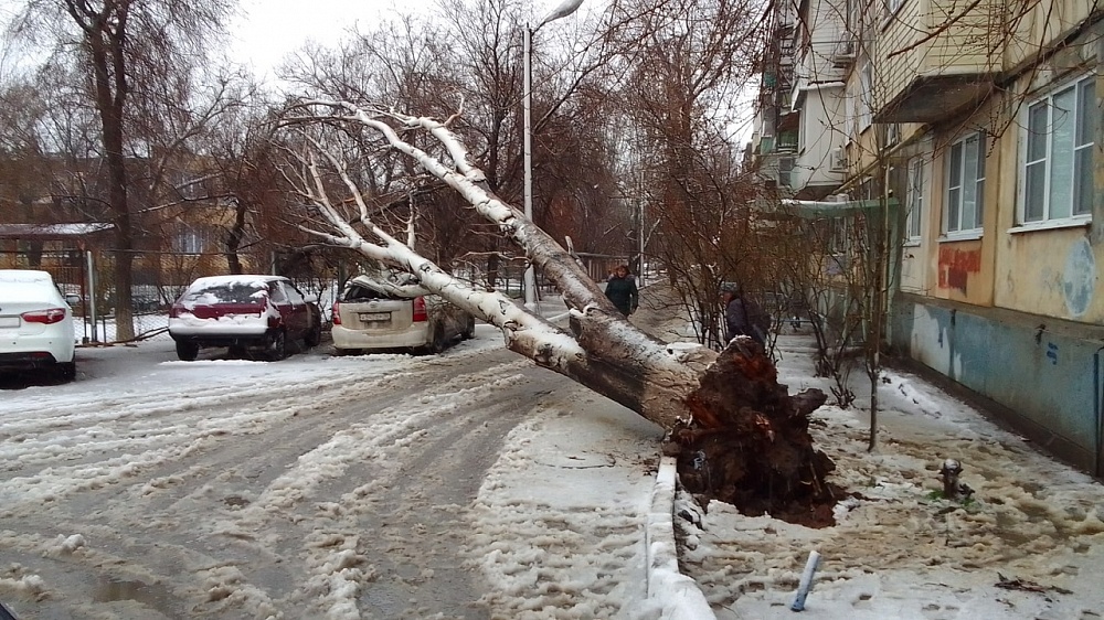 Южный апокалипсис: сильный ветер в Астрахани повалил десятки деревьев и столбов. Фото