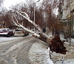 Южный апокалипсис: сильный ветер в Астрахани повалил десятки деревьев и столбов. Фото