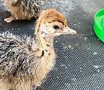 В Астраханской области активно растет потомство экзотических птиц 