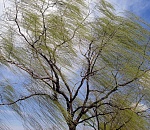 Во вторник в Астрахани теплая погода, небольшой дождь и сильный ветер