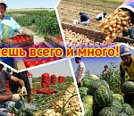 Снова идем на рекорд: Астраханская область и в этом году будет овощным лидером России