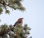 Записки астраханского натуралиста. Первоапрельская встреча с клестом