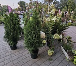 В Астрахани состоится «Цветочная симфония»