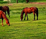 На севере Астраханской области задержали конокрада