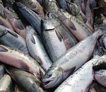 Шестнадцать тонн рыбы не смогли пересечь астраханскую границу