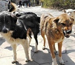 В астраханском законодательстве начали действовать изменения по обращению с животными без владельцев