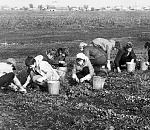 В Астраханской области намерены возродить студенческие поездки «на картошку»