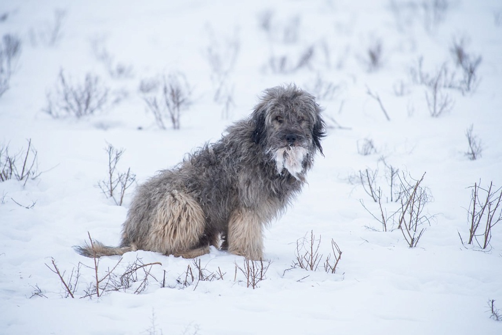 Краснокнижные сайгаки становятся жертвами бродячих собак в Астраханской области