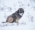 Краснокнижные сайгаки становятся жертвами бродячих собак в Астраханской области