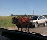 Под Астраханью скотину заподозрили в излишней свободе передвижения